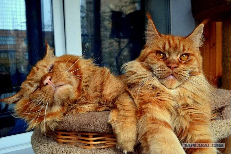 мейн кун джокер. мейн кун джокер марина фомичева. кот джокер мейн кун. кот джокер мейн кун. кот джокер мейн кун.