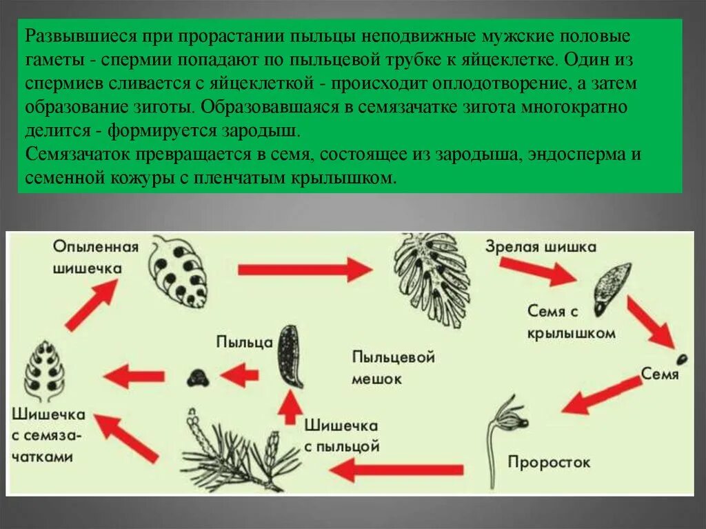 Гаметы голосеменных. Размножение голосеменных сосна. схема полового размножения голосеменных растений. схема полового размножения сосны. размножение голосеменных растений.