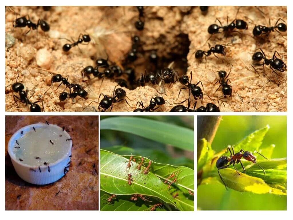 Народные средства борьбы с муравьями. От муравьёв на огороде. Домашние муравьи. Вредных насекомых муравей в доме. Муравьи домашние вредители.