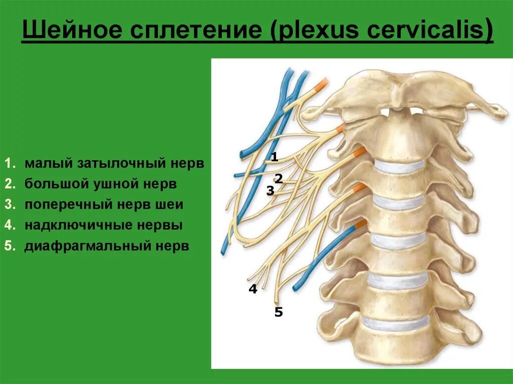 Спинномозговые нервы шейное сплетение. Спинномозговые нервы шейное сплетение анатомия. Сплетения спинномозговых нервов анатомия. Шейное сплетение анатомия.