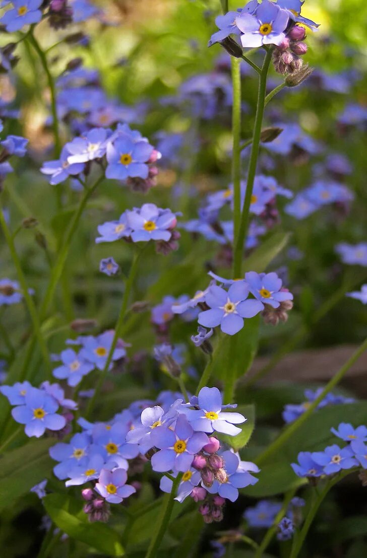 Незабудки фиолетовые. Незабудка Полевая (Myosotis arvensis). Незабудка Альпийская. Незабудка Полевая (Myosotis arvensis (l.) Hill). Незабудка Альпийская цветение.