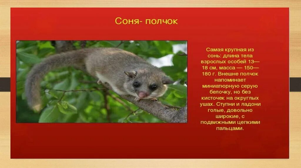 животные из красной книги. красная книга россии. жи вотные икрасной книга. какое животное занесено в красную книгу. красная книга россии животных рассказ.