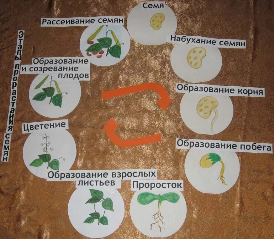 Процессы в жизни растений 5 класс биология. Дневник прорастания семян. Схемы роста растений для детского сада. Стадии прорастания семян для детского сада. Развитие растений для дошкольников.