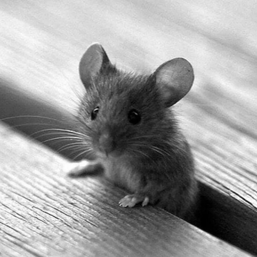 Mouse en