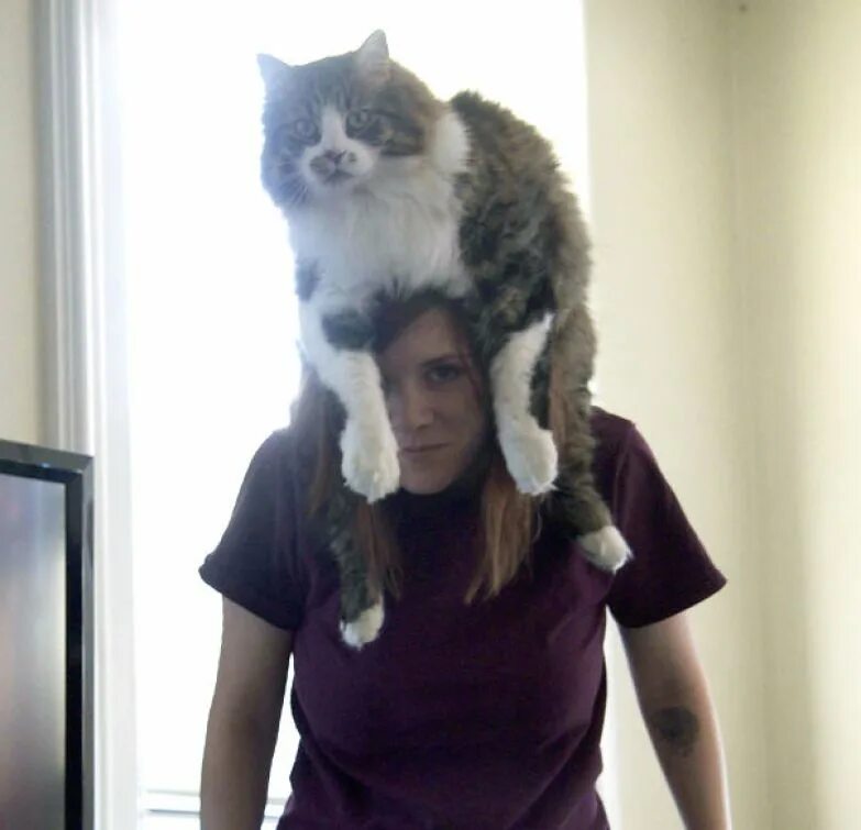 кошка вместо шапки. голова кота. кот вместо шапки. лохматый человек. шапка из кота.