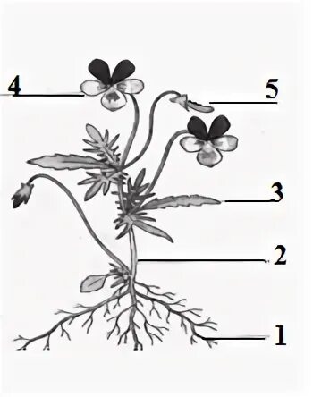 Органы растений задания с рисунками. Строение растения 6 класс. Строение цветка без подписей. Рисунок растения по биологии.
