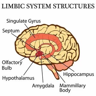 Гипоталамус лимбическая система