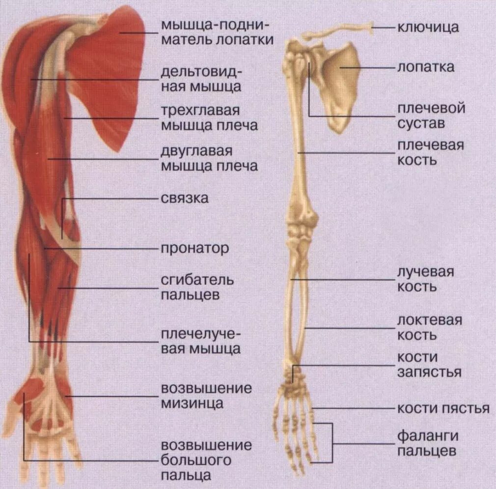 Рука человека название. Строение верхних конечностей человека анатомия. Скелет и мышцы верхних конечностей. Мышцы верхней конечности анатомия строение. Скелет верхних конечностей плечо предплечье кисть.