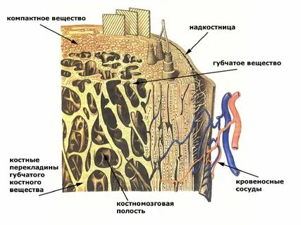 Губчатое вещество костной ткани