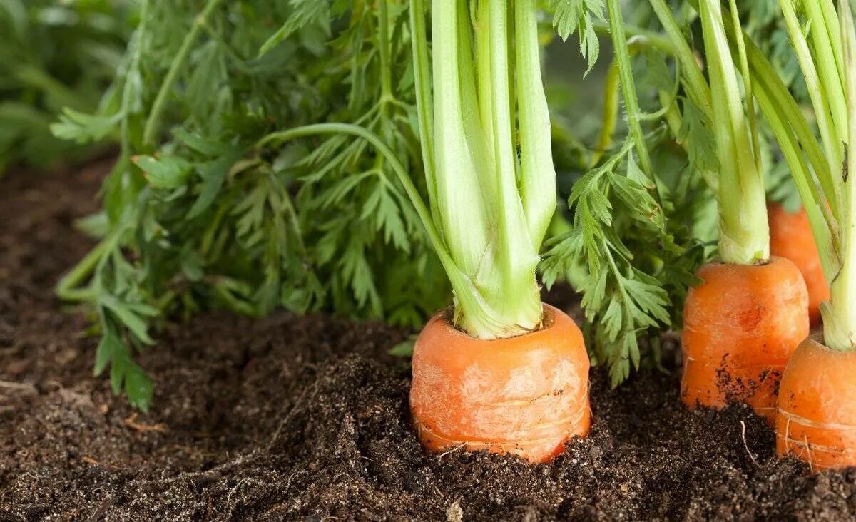 Морковь в огороде. Морковь в огороде. Огород с морковкой. Морковь на грядке. Огород с морковкой.