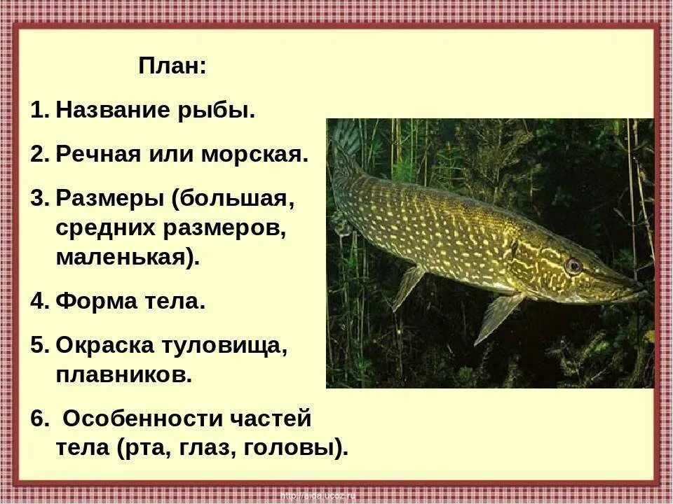 К какому классу относится щука. Щука презентация. Описание рыбы. Щука описание. Щука описание рыбы.