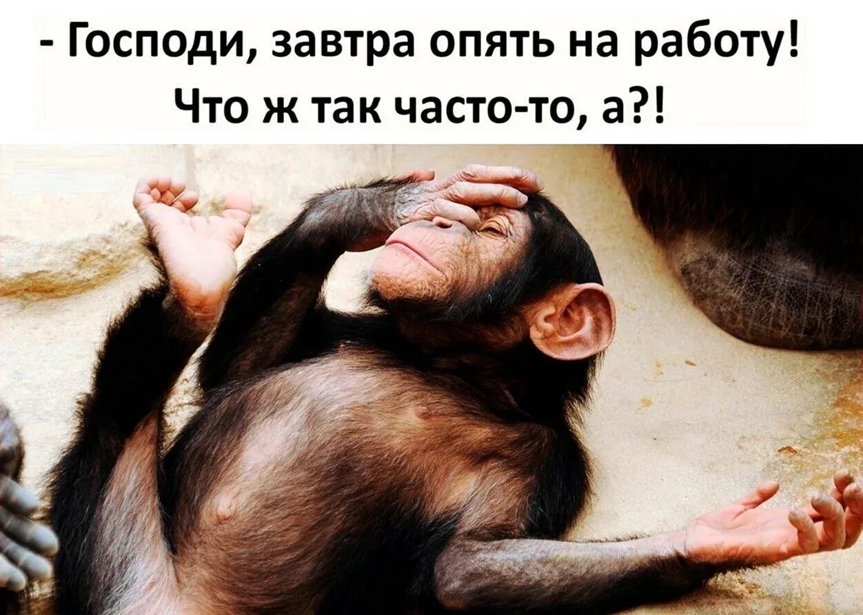 Опять что то пришло. Уставшая обезьяна. завтра на работу прикольные. опять на работу картинки.