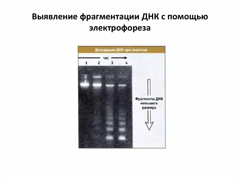 Определение фрагментации днк. Электрофорез днк. электрофорез фрагментов днк. молекулы днк при электрофорезе перемещаются. электрофорез рнк.