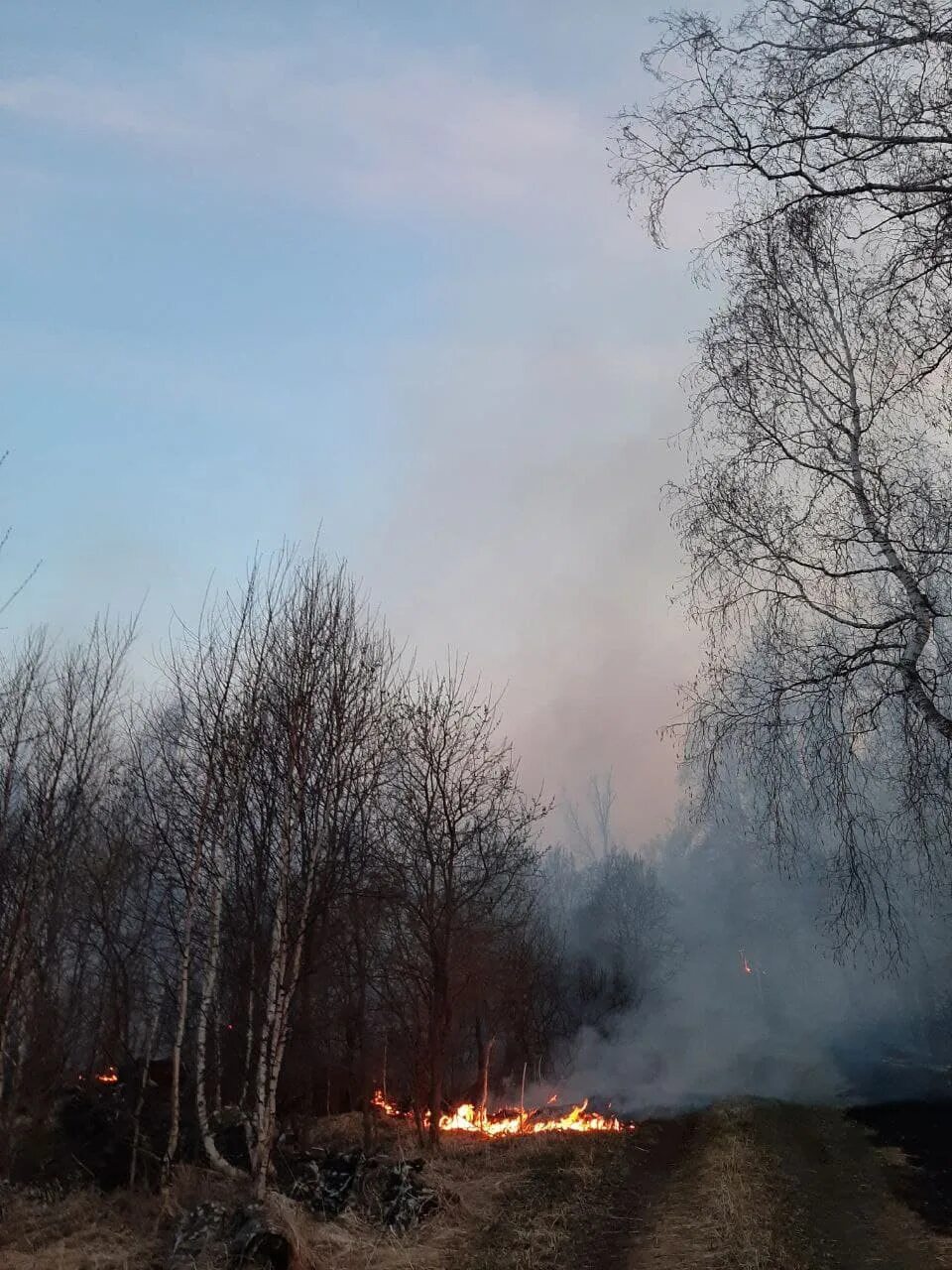 Пожар в Голышманово. Лесные пожары в Кадоме. Пожар в ламенске. Пожар леса Сысерть.