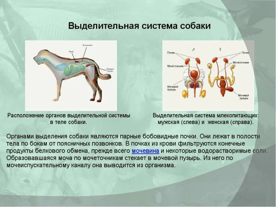 Выделительная система млекопитающих. Система органов выделения млекопитающих. Выделение у млекопитающих. Выделение у млекопитающих. Выделительная система кошки.