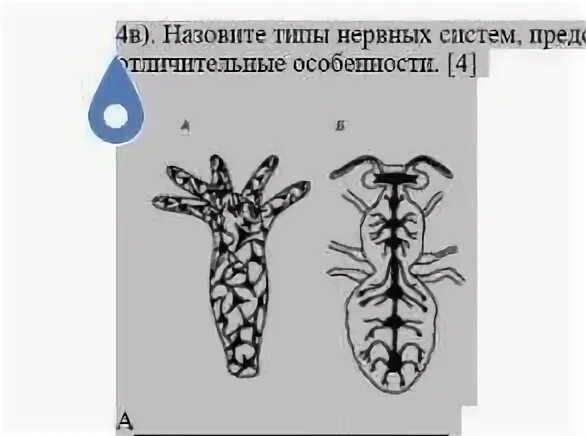 Нервная система простейших животных