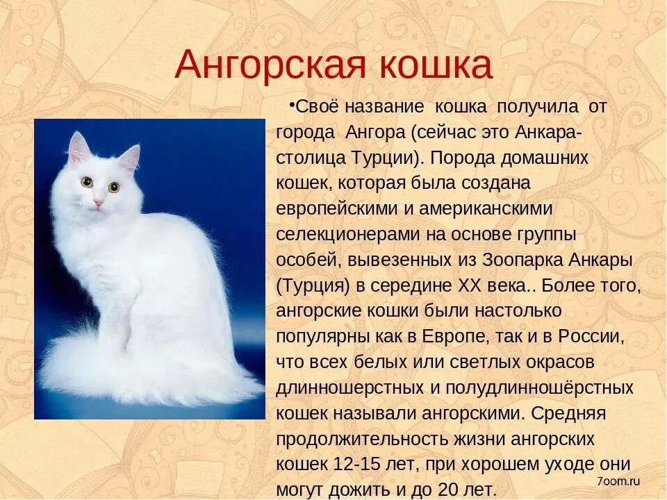 Кошка белый характеристики