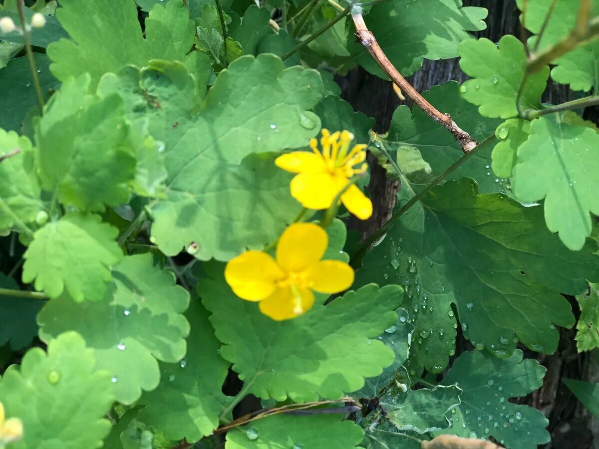 Детский чистотел. Chelidonium majus листья. Чистотел болотный. Чистотел Луговой. Куриная слепота и чистотел.