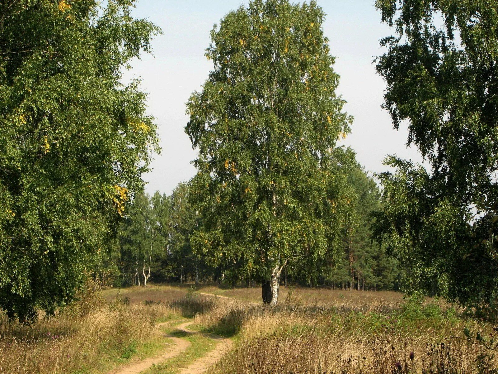 Березы клены тополя