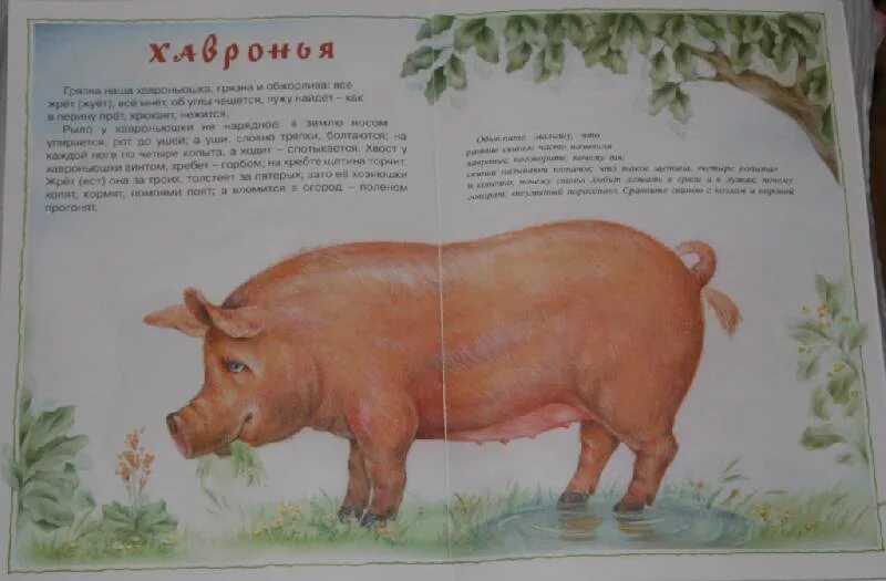 хавронья. хавронья фото. хавронья фото. хавронья андреевна комарова барыня. поросенок хавроша.