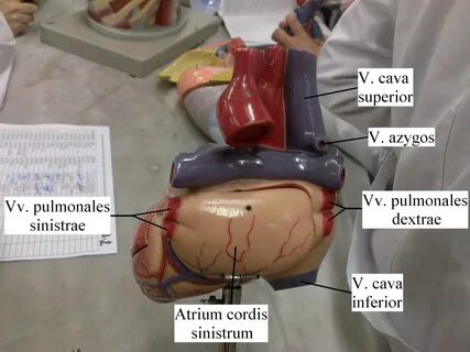 ANKARA MEDICINE: M2-A1 Kalbin Dış Görünüşü, Kalbe Giren Çıkan Damarlar ve P...