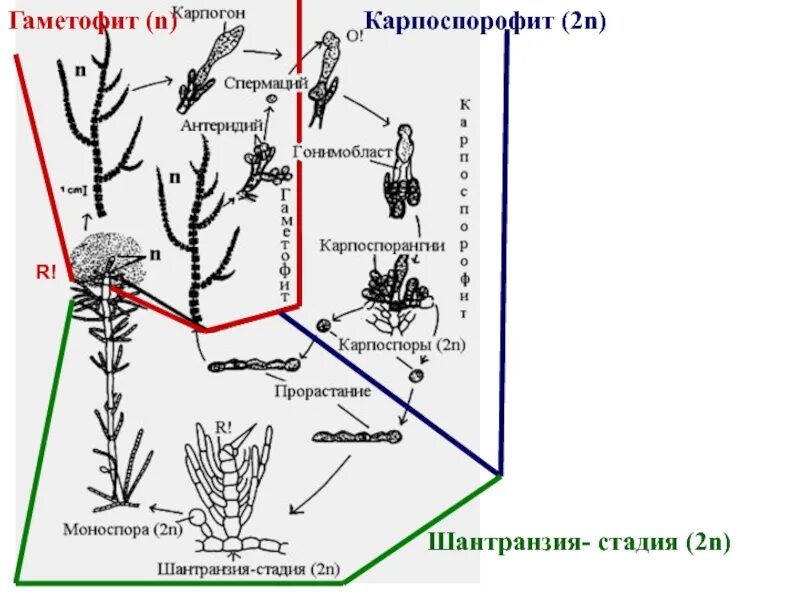 Гаметофит зеленых водорослей чем представлен