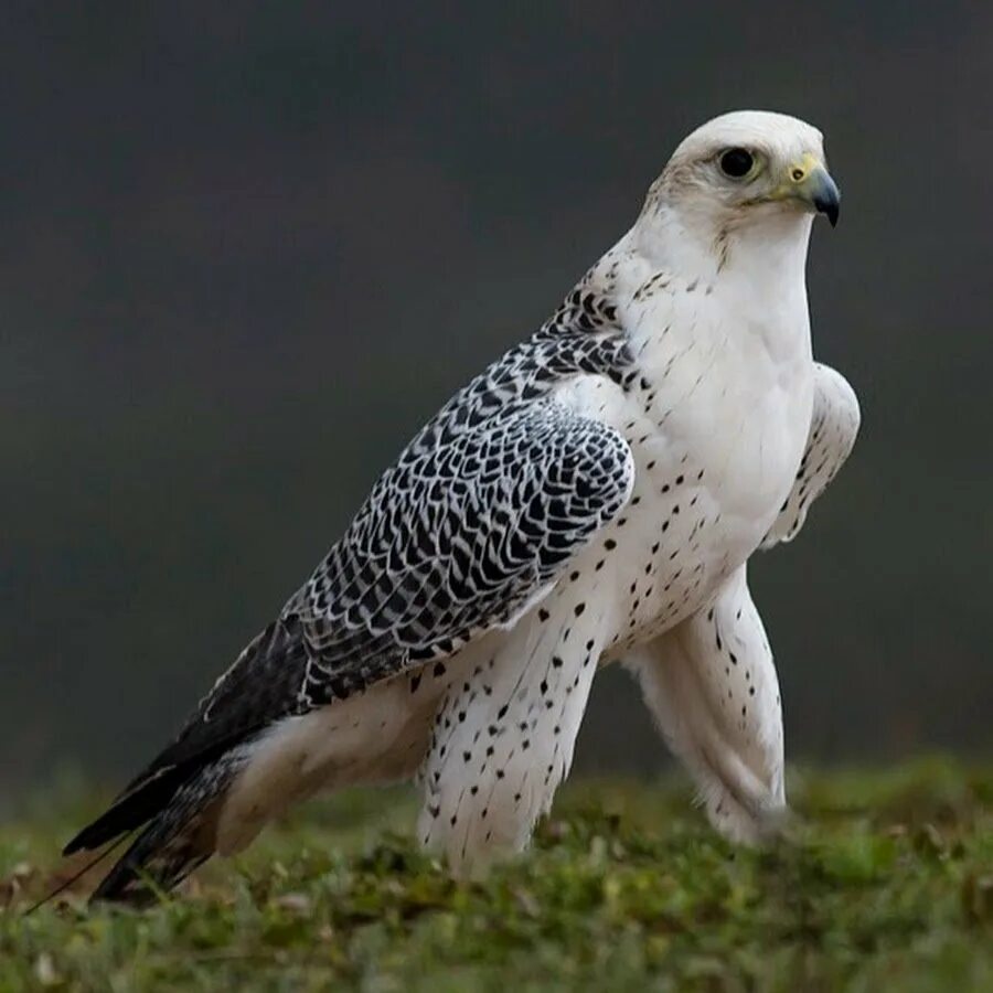 Хищные птицы серого цвета. Кречет Falco rusticolus. Камчатский Сокол Кречет. Кречет - Falco rusticolus Linnaeus. Кречет в тундре.