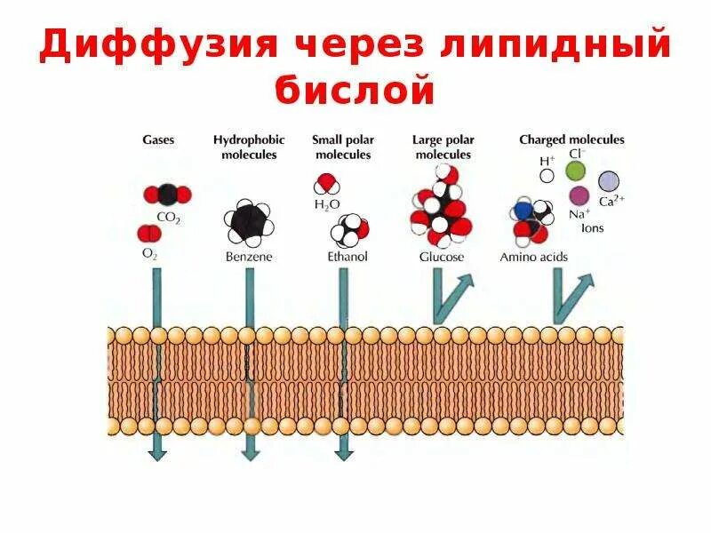 Диффузная мембрана. Липидный бислой биологических мембран. Диффузия веществ через мембрану. Диффузия через липидный бислой. Бислой мембраны.