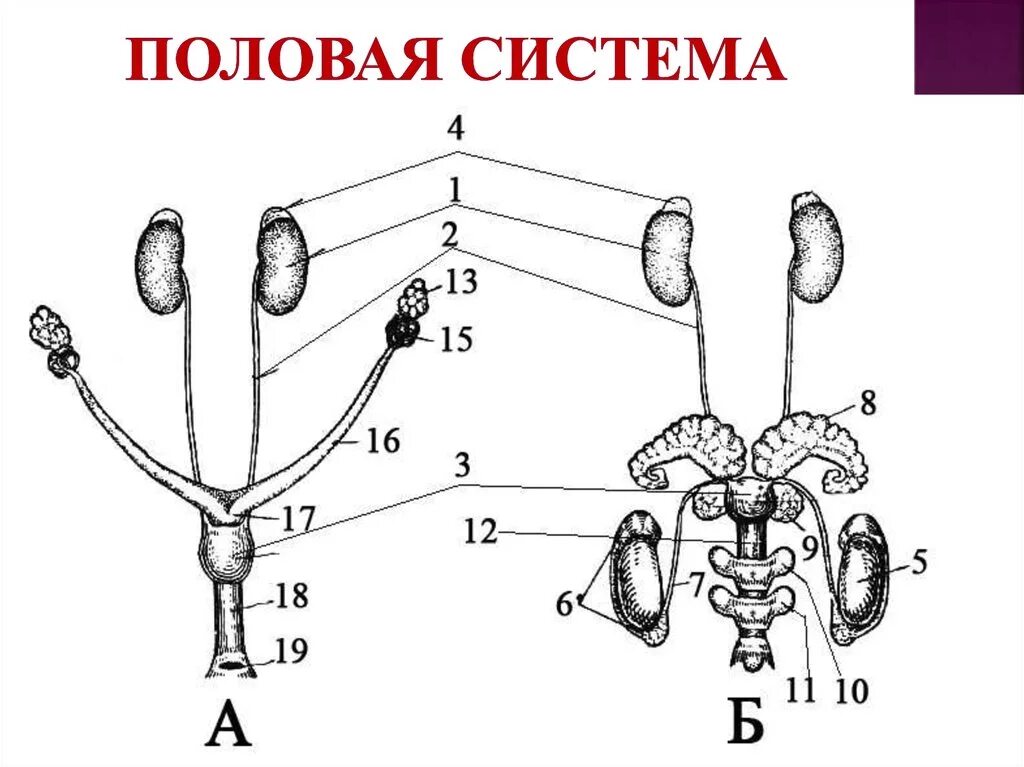 Репродуктивные органы мужчины. Схема мужской половой системы (вид спереди). Схема "органы половой системы".. Мочеполовая система млекопитающих схема. Строение человека половая/система анатомия.