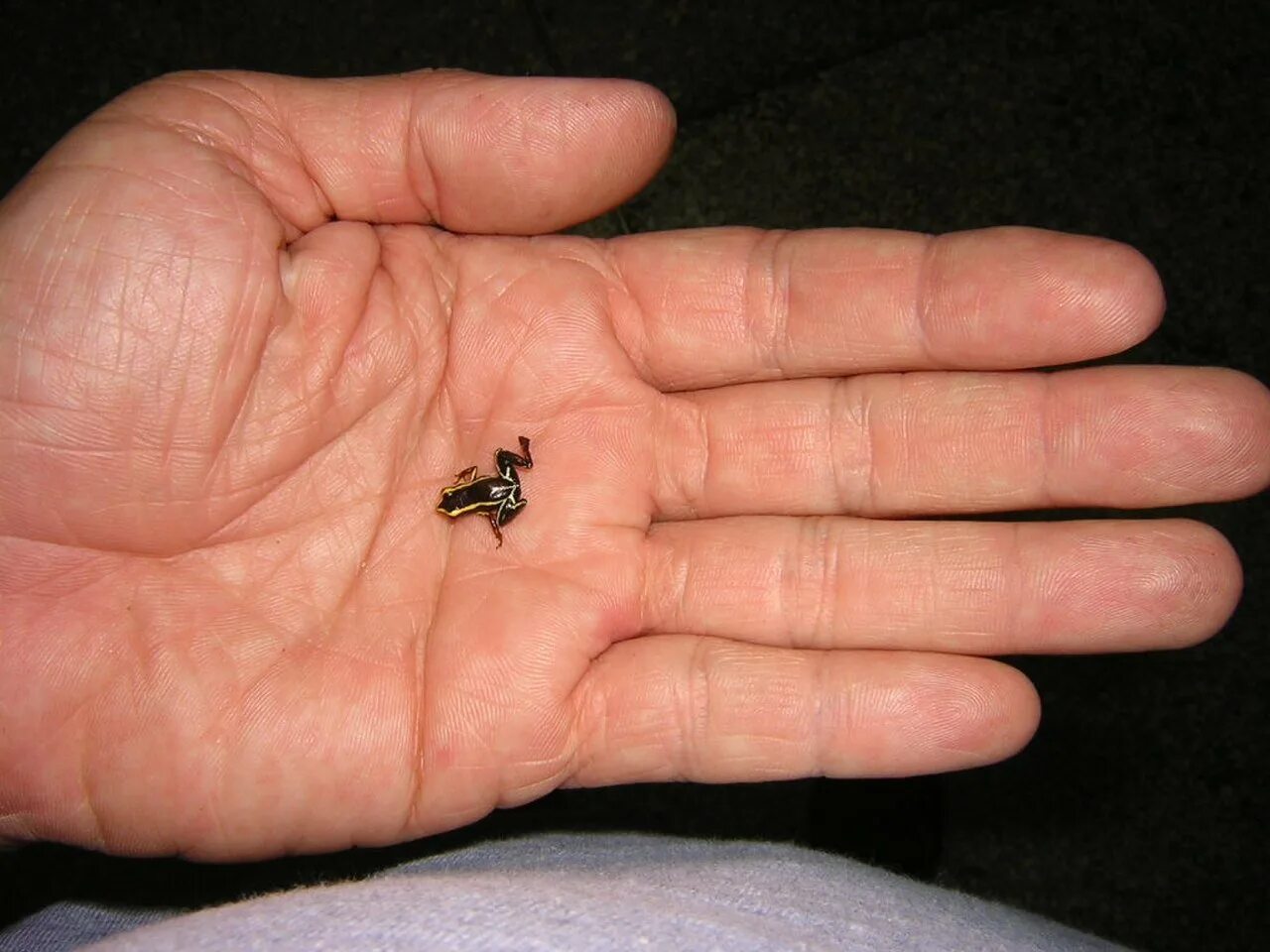 Крошечный вдруг. Paedophryne amauensis. Лягушка Eleutherodactylus Iberia. Самая маленькая в мире лягушка Eleutherodactylus Iberia.