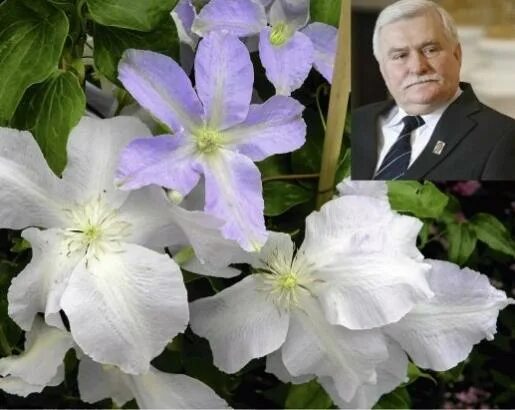 Фотографии Клематиса Lech Walesa: Совершенство и Стиль Натуралист Фотогалерея пр