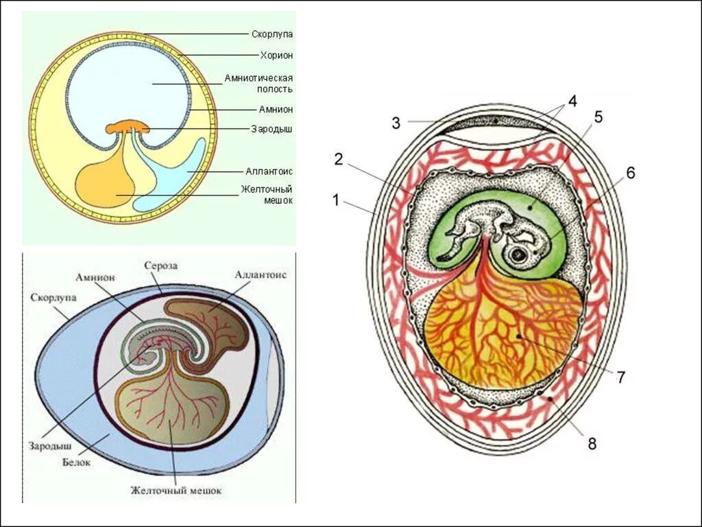 Амниотическое яйцо пресмыкающихся. Зародышевые оболочки амнион хорион и аллантоис. Серозная оболочка аллантоис амниотическая оболочка. Строение зародыша хорион амнион. Строение яйца птицы амнион.
