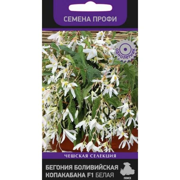 бегония боливийская босса нова розе шадес. бегония санта круз из семян. бегония ампельная санта круз. семена боливийской бегонии. семена боливийской бегонии.