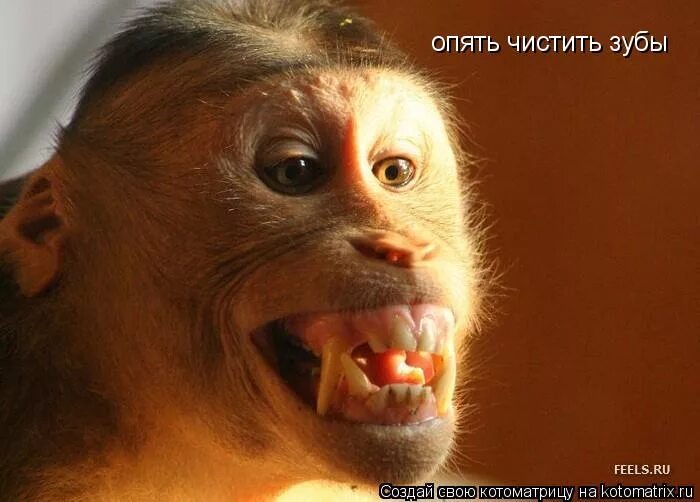 обезьяна улыбается зубами. обезьяна улыбается зубами. улыбающиеся животные. бонобо обезьяна зубы. обезьяна улыбается.