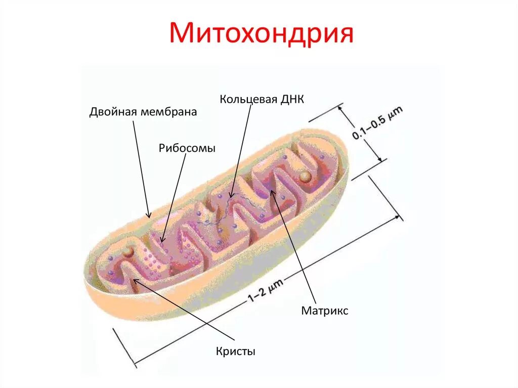 Кристы и Матрикс митохондрий. Схема строения митохондрии. Строение митохондрии клетки. Строение ядра митохондрии