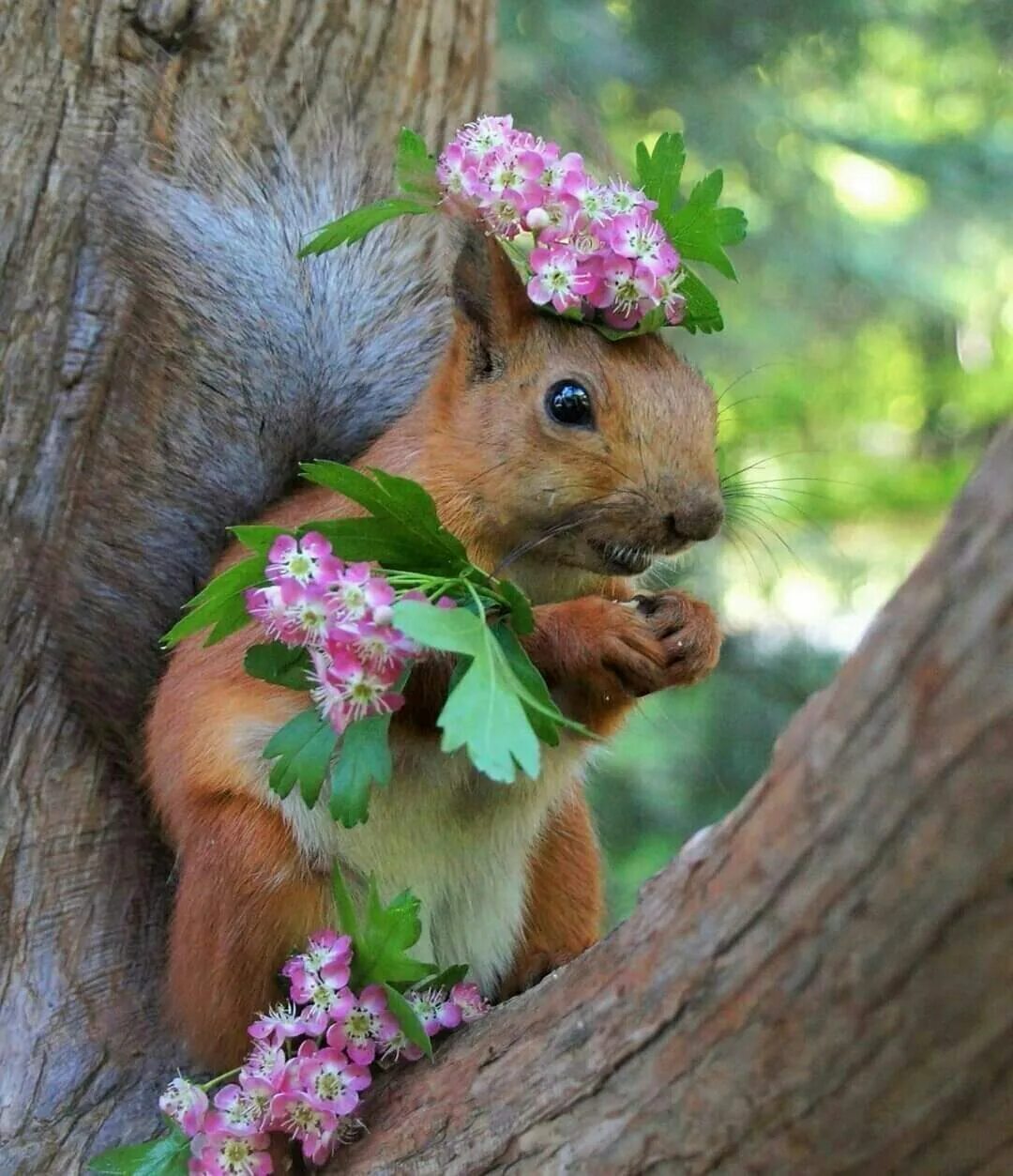 Люблю природу животных. Семья сов сипух. Люблю природу животных. Лесные животные белка с бельчатами. Объятия животных.