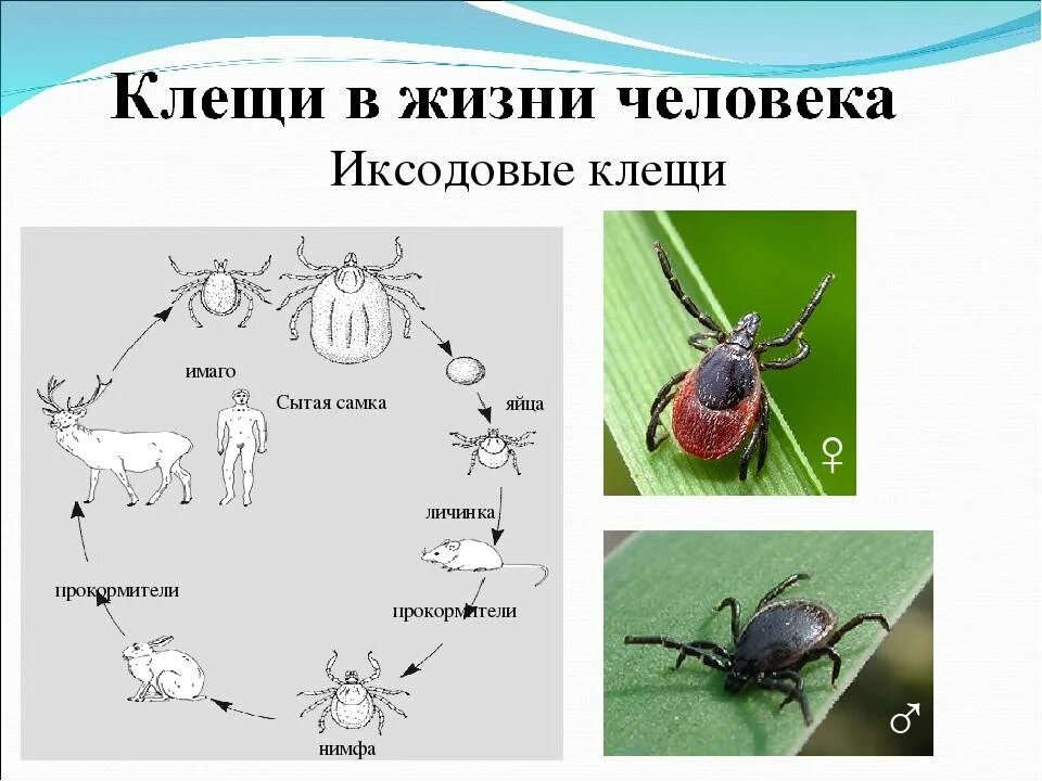 Жизненный цикл таежного клеща. Аргасовые клещи жизненный цикл. Жизненный цикл аргасовых клещей. Иксодовые клещи жизненный цикл. Жизненный цикл иксодовых клещей.