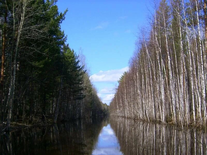 обь енисейский канал томск. обь-енисейский канал красноярский край. природный заказник шунгеровский. кеть-касский заказник. обь-енисейский канал.