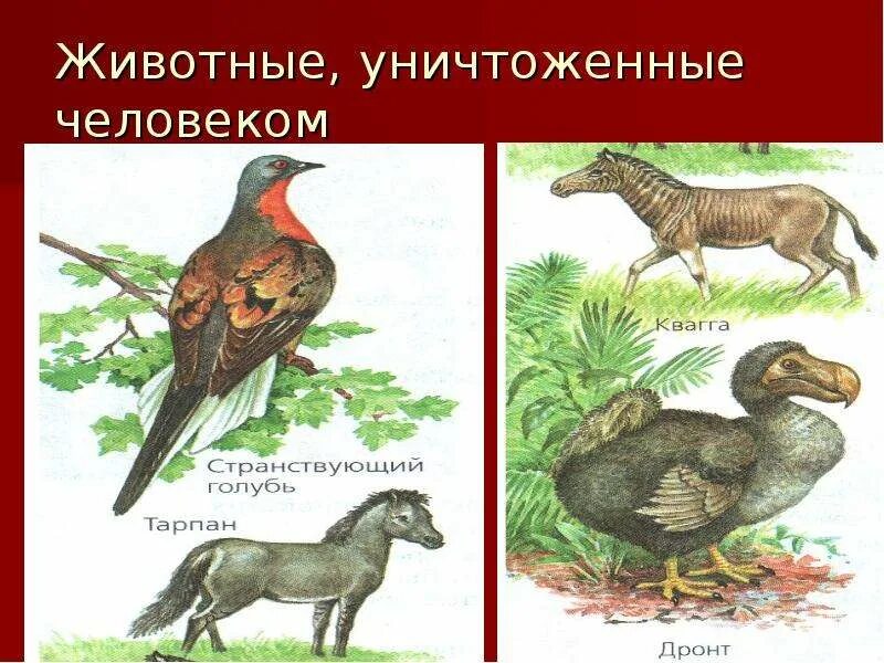 Человек истребил. Маврикийский дронт. Животные истребленные человеком. Человек истребил. Человек истребил.