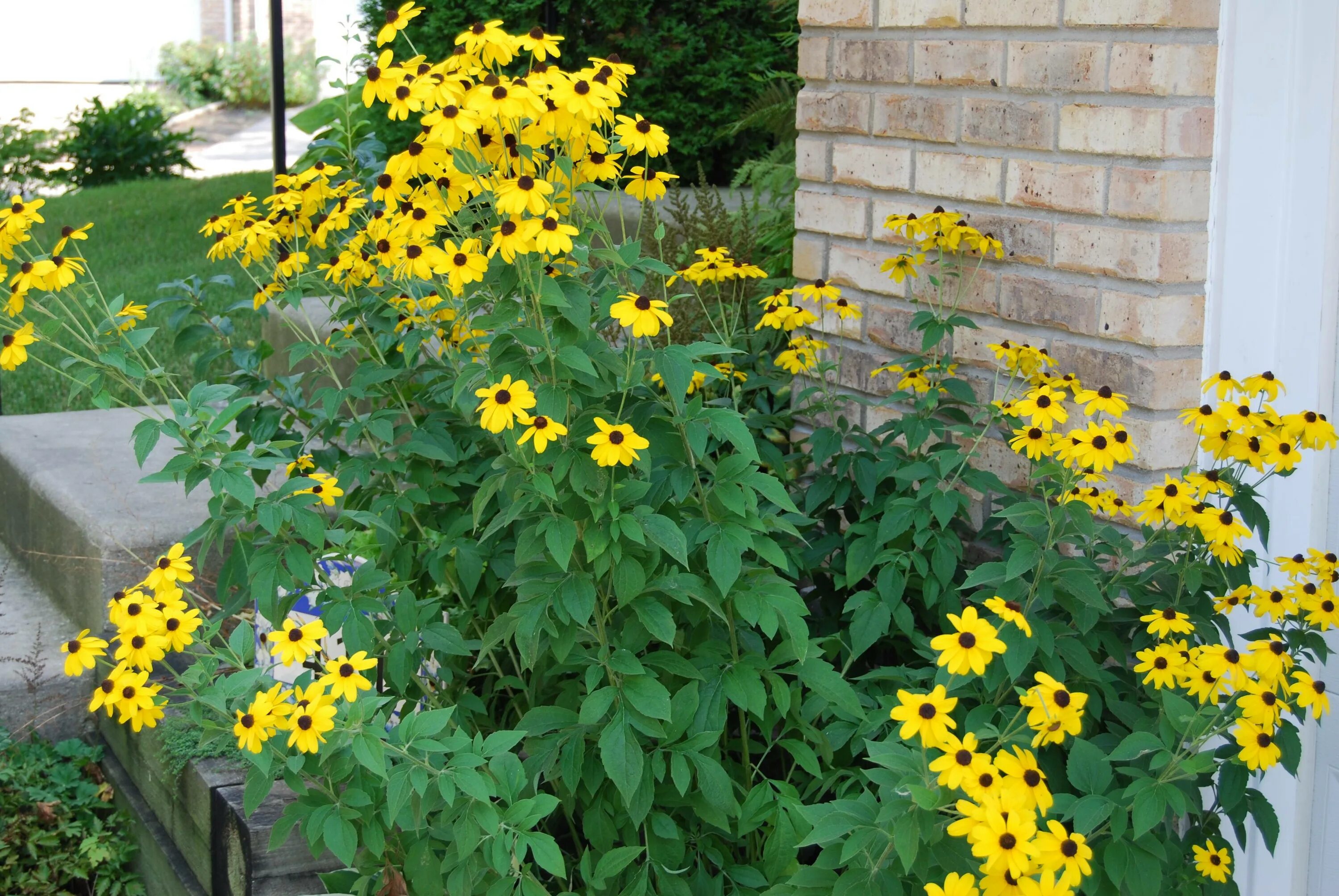 Рудбекия в открытом грунте. Рудбекия трилоба. рудбекия трилоба rudbeckia triloba. рудбекия трилоба многолетняя. рудбекия кореопсис.