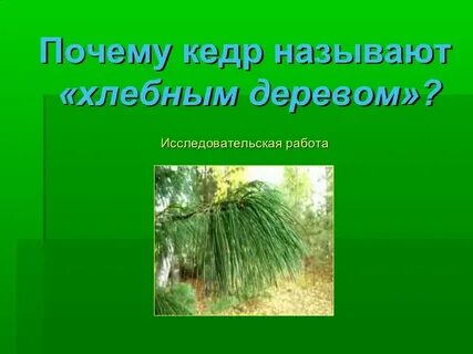 Почему кедр можно назвать щедрым