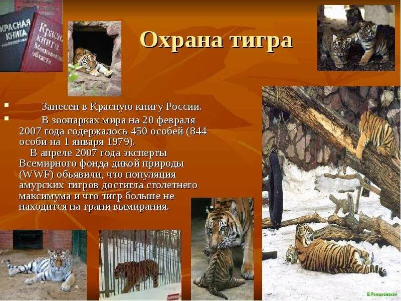 Тигр охраняемая территория окружающий мир. Амурский тигр охрана. защита амурских тигров. сохранение амурского тигра.