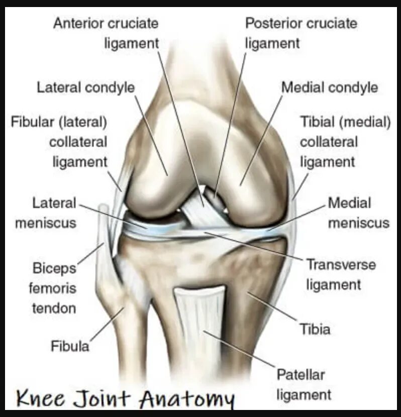 Связочный аппарат коленного сустава анатомия. Анатомия внутренней боковой связки коленного сустава. Медиальная коллатеральная связка коленного сустава. Внутренняя коллатеральная связка коленного сустава.