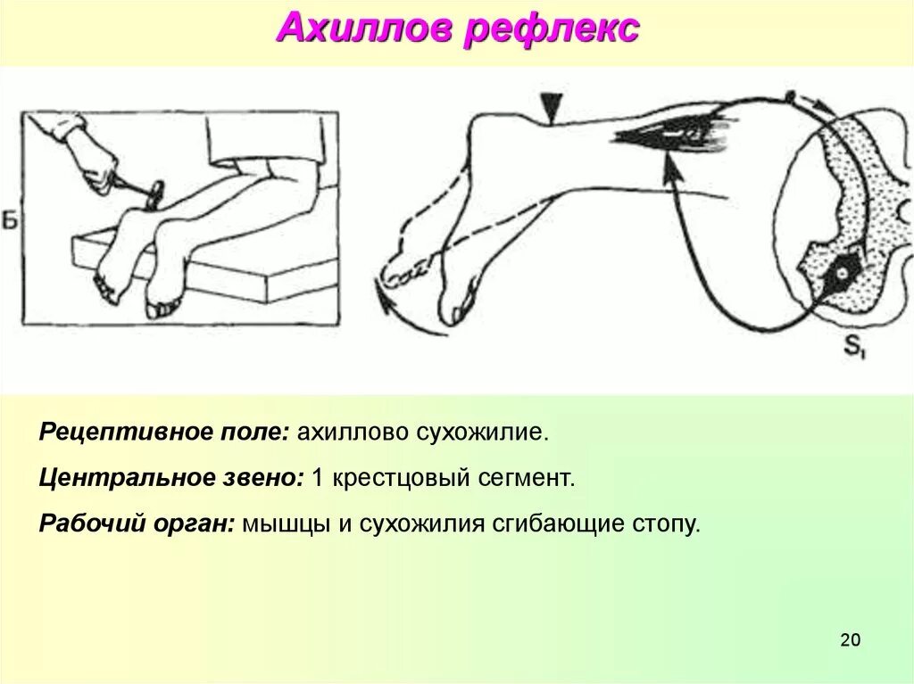 Морфологическая основа ахиллова рефлекса. Подошвенный рефлекс Бабинского. Ахиллов рефлекс это спинной мозг. Ахиллов рефлекс звенья рефлекторной дуги.