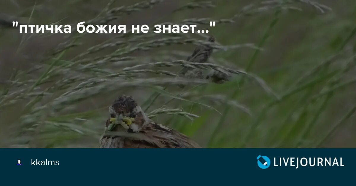 Божья птица это. Птичка Божия не знает. Птичка Божия не знает Пушкин. Птичка Божья не знает ни заботы. Стих Пушкина птичка Божия не знает.