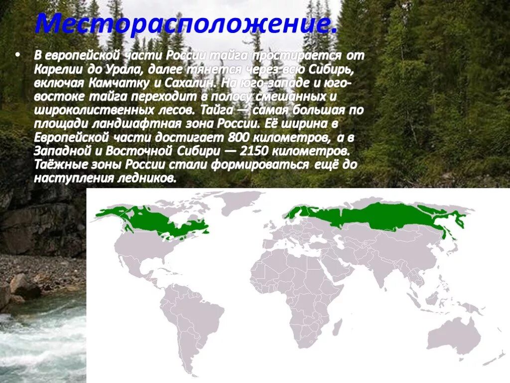 На каких материках расположена тайга. Распространение тайги в России. Расположение зоны тайги в Евразии. Географическое расположение тайги в России. Тайга расположение на карте России.