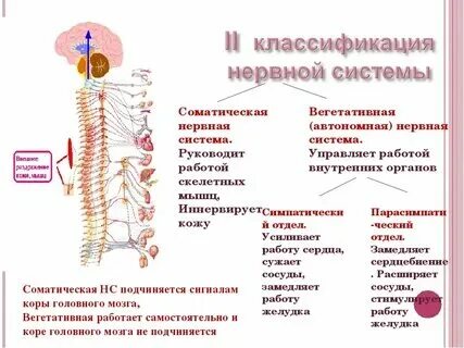 Регулирующий орган примеры