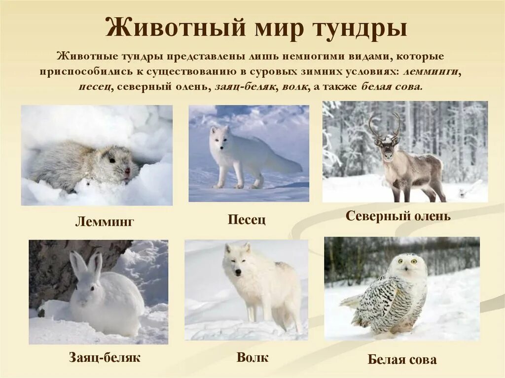 Тундра природная зона растительный и животный мир. Тундра зона России животные и растения. Животный мир тундры в России.