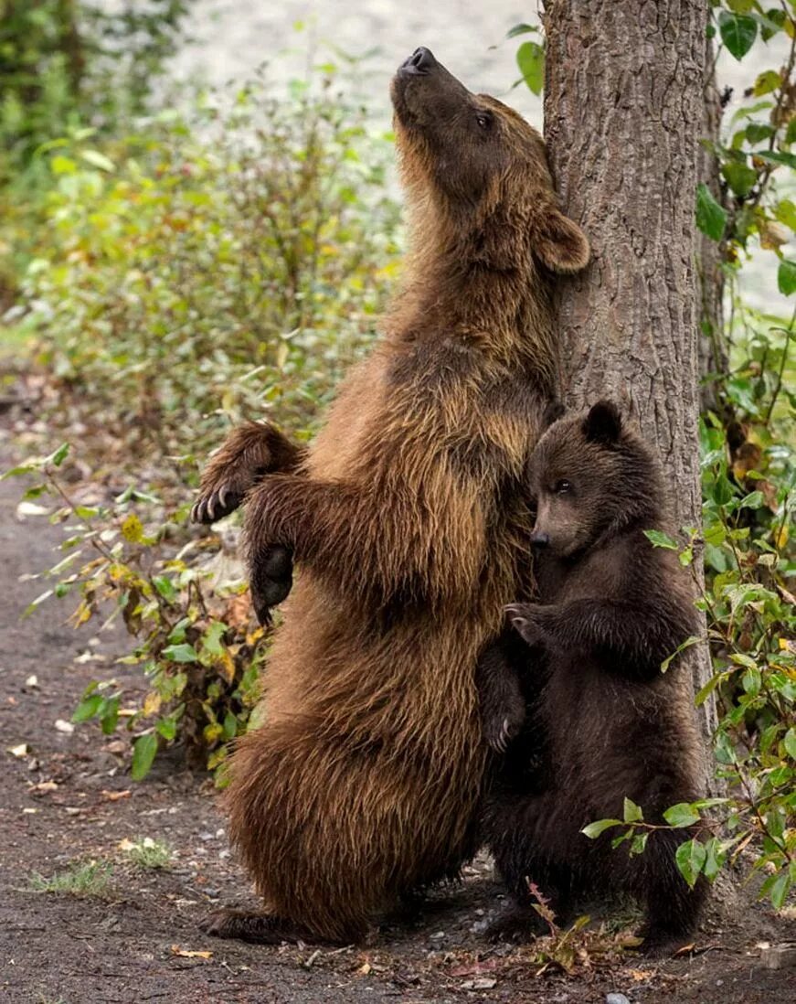 Тибетский бурый медведь. Забавный медведь. Медведица с медвежатами. Медведь с медвежонком.