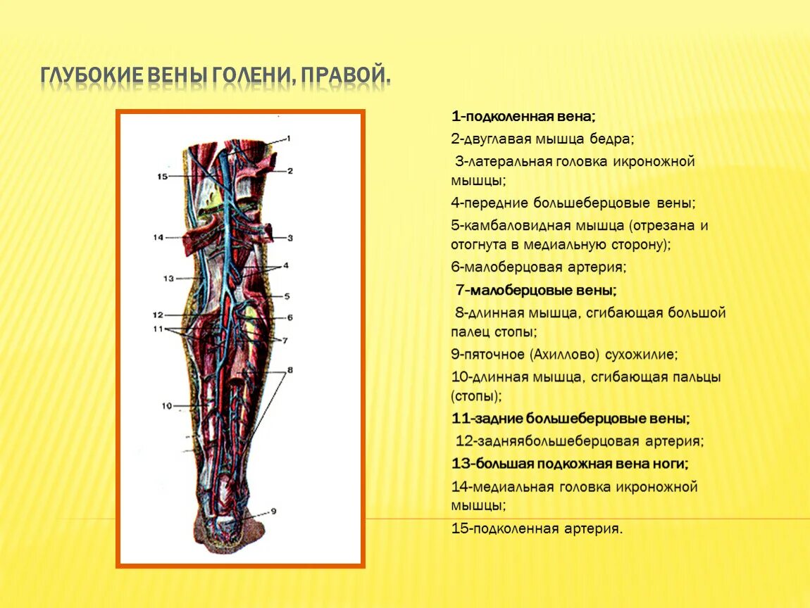 Икроножные вены голени анатомия. Латеральная Вена голени. Венощгые сигусы камбаловидной мышцы. Вены икроножной мышцы анатомия.